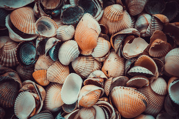 beautiful background and texture of nature sea shell pattern