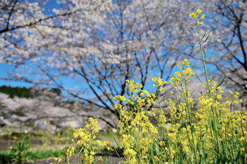 Fototapeta premium 桜と菜の花