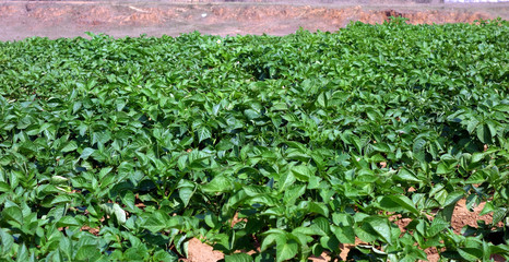 Fototapeta na wymiar rows of young potato plants in the garden