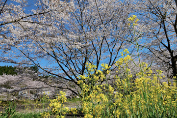 桜と菜の花