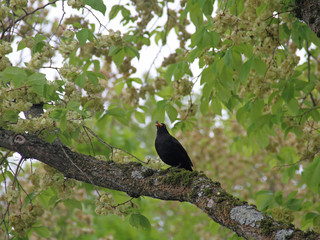 Amsel mit Beute