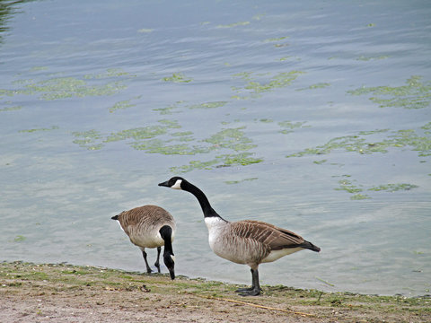 Kanada-Gans
