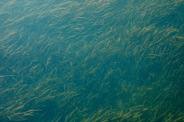 Floras floating under the clear river water.