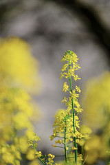 菜の花