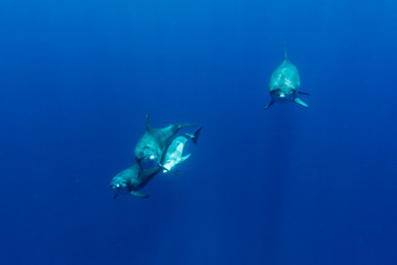 小笠原の海を泳ぐミナミハンドウイルカ