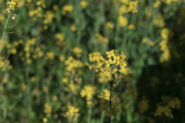 菜の花
