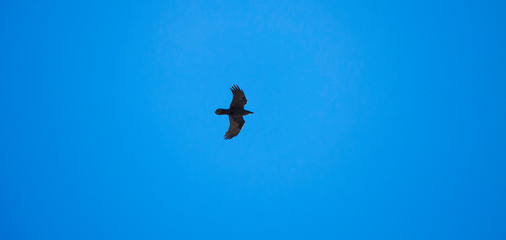 crow bird flying in blue sky