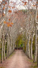 WALK OF PARK AND ROW OF TREES WITH BROWN AND YELLOW LEAVES. WINTER COLORS