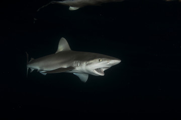 Fototapeta premium 海面を泳ぐガラパゴスザメ 小笠原