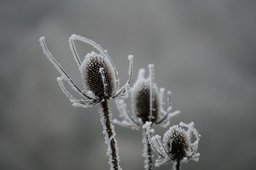 Eisige Winterpflanze