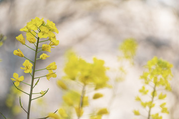 菜の花