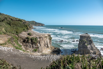 West coast of North Island of New Zealand. Muriwai beach abd Gannet colony