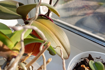 yellow and drying leaves of the houseplant Orchid