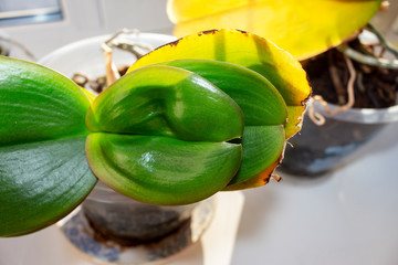 yellow and drying leaves of the houseplant Orchid