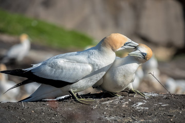 Gannets dating. Muriwai Gannet colony. Time to start a family. - 321409257