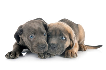 Obraz premium puppies cane corso