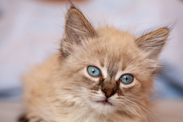 Cat playing on a black background