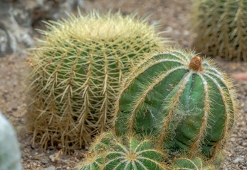 Naklejka na ściany i meble Close up of cactuses