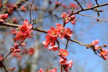 wild apple blossom, blue sky