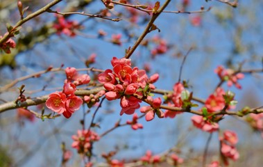 wild apple blossom, blue sky