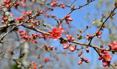 wild apple blossom and buds, blue sky