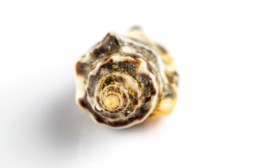 Hello Summer pattern background. White seashells isolated on white backdrop. Travel or vacation concept.