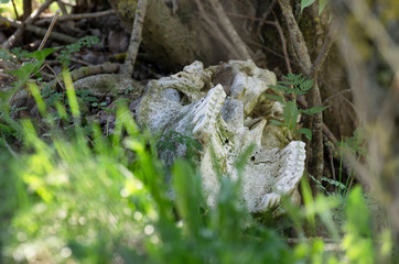 Fragment of animal remains a jaw with teeth on the ground with green grass and sunlight