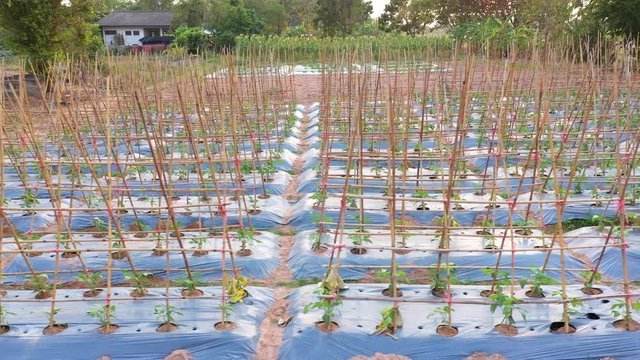 Footage B roll Aerial view of Yardlong bean garden (Vigna unguiculata ssp. sesquipedalis). The crisp, tender pods are eaten both fresh and cooked. Agriculture concept.