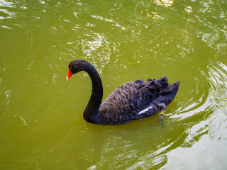 Black swans