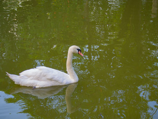 Obraz premium White swan