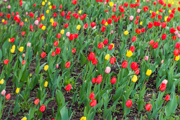 Field of multi colored tulips. Spring landscape.