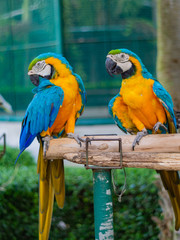 The macaw i
