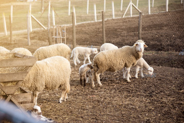 sheep and lamb on farm