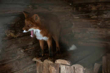 Portrait of a red fox in a wooden barn © Kiryakova Anna