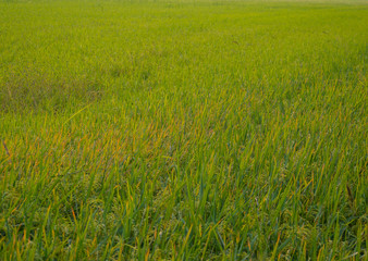 Rice fields