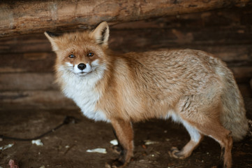 Portrait of a red fox in a wooden barn