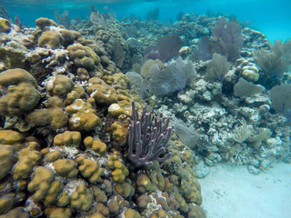 Fototapeta na wymiar coraux