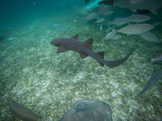 requin-nourrice au bélize