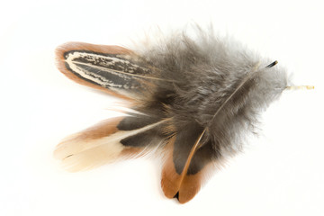 Three light beautiful multi-colored feathers on a white background with a shadow