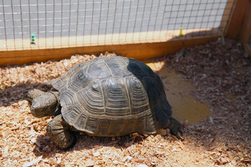 A turtle sitting in a dirty cage outside a visitor's center . Feeding amphibian animal. Old turtles...