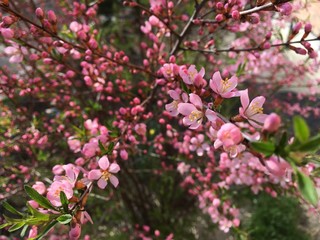 Fototapeta na wymiar Blooming pink apple tree flowers close up