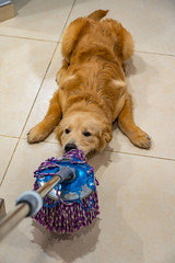 Naughty golden dog playing with the floor wiper  - obrazy, fototapety, plakaty