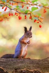 Foto op Plexiglas schattig portret met een mooie pluizige rode eekhoorn zittend in een herfstzonnige tuin onder een tak met berberisbessen © nataba