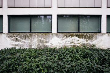 Art Created by Removing Green Mold Grown on a White Wall