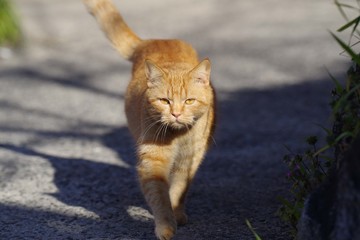 Obraz premium 歩いてくる茶トラ猫