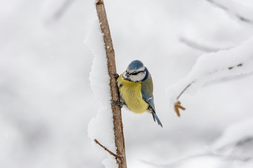 Blue tit (Cyanistes caeruleus or Parus caeruleus) Wildlife photo