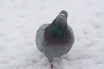  Beautiful pigeon in winter close up. City birds.