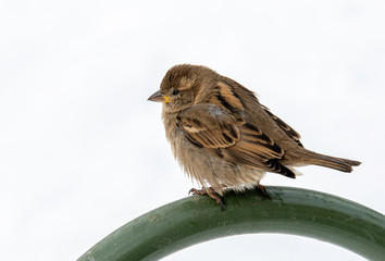 House Sparrow Passer domesticus in natural background