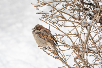 House Sparrow Passer domesticus in natural background