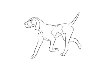 Bracco Italiano Dog. Vector outline stock illustration realistic lines silhouette for logo, print,tattoo, coloring book.